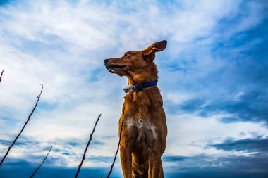 Köpek, Jack Russell Terrier 'ı yetiştirir ve gökyüzünden uzağa bakar.