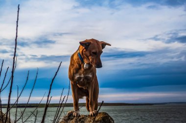 Köpek kıyı şeridinde Jack Russell Terrier yetiştiriyor.