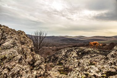 Bir kayanın üzerindeki dağ köpeği