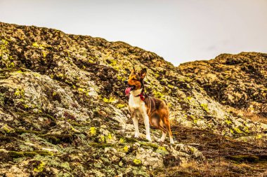 Dağlarda bir köpek