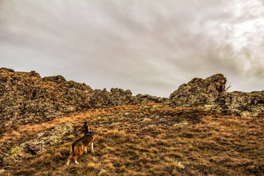 Köpek kayalarda yürüyor..
