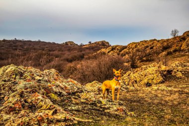 Dağlarda bir köpek