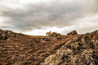 Güzel sonbahar dağ manzarası