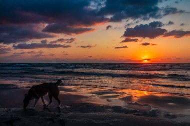 Gün batımında denizde bir köpeğin silueti.