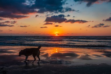 Köpek gün batımında sahilde akşam vakti.