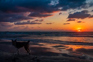 Bir köpeğin kumsalında güzel bir gün batımı.