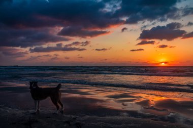 Sahilde gün batımı ve arka planda bir köpek.