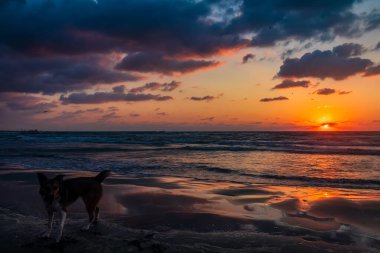 Gün batımında sahilde yürüyen köpek