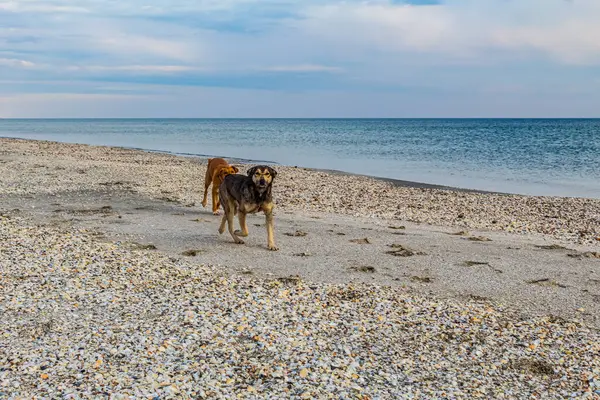 Kumsalda siyah labradoru olan bir köpek.