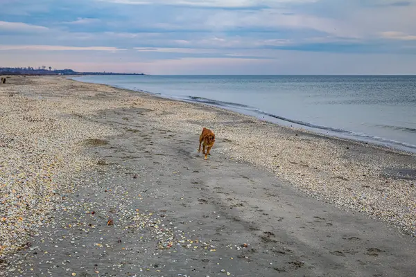 Köpek arka planda deniz ve deniz ile kumsalda yürüyor. evcil hayvan gezisi ve aktif yaşam tarzı.