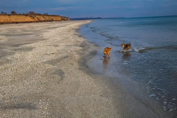 Kumsalda sevimli köpeğiyle genç bir kadın.