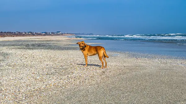 Kumsaldaki bir dobermanın köpek cinsi.