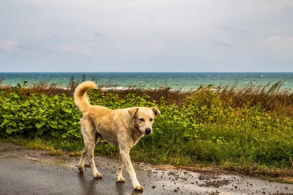 Köpek yağmurda yürür. Köpek sahilde yürüyor.