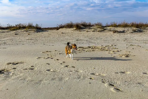 Kumsaldaki kumda bir köpek