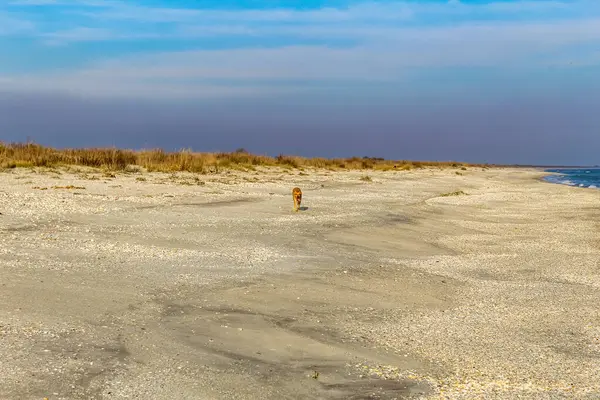 Hollanda 'da Baltık Denizi' nde küçük beyaz bir kum tepeciği olan kumlu bir sahil.