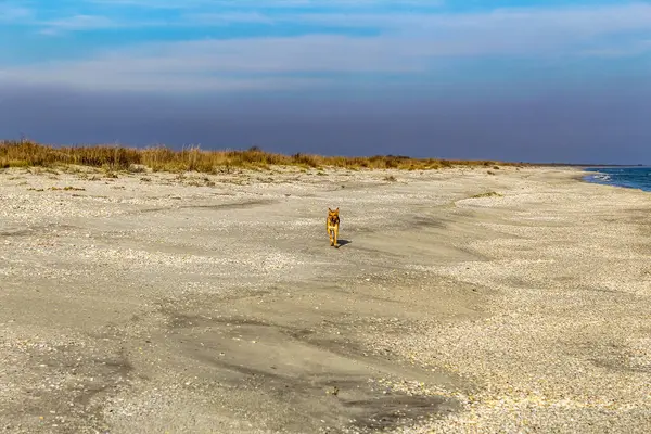 Kışın Baltık Denizi 'nin güzel manzarası