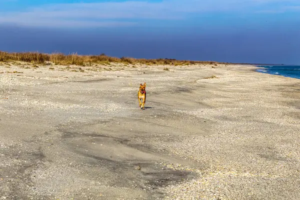 İtalya, Sardunya 'da kumsalda köpek var..
