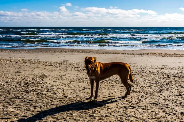 Köpek sahilde yürüyor.
