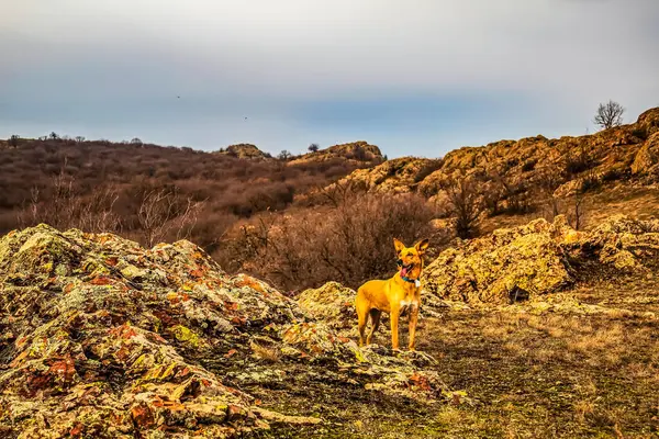 Dağlarda bir köpek