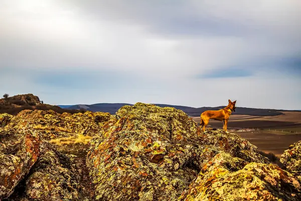 Dağlarda bir köpek