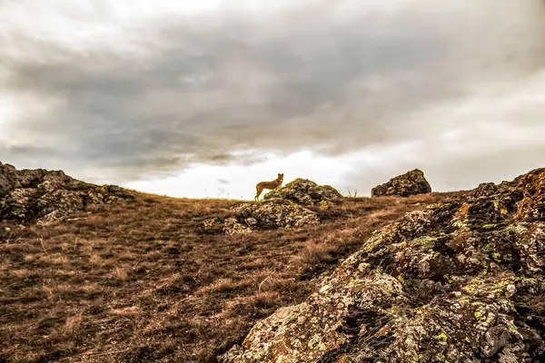 Güzel sonbahar dağ manzarası