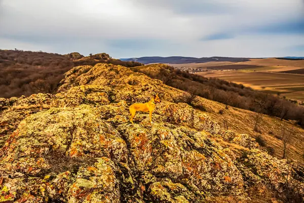 Ağaçlar ve ormanlarla dolu güzel sonbahar manzarası