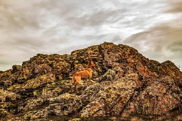 dağ keçisi, hayvan, doğa, hayvan