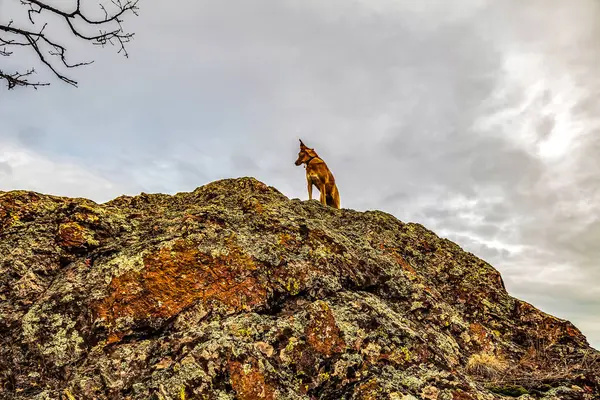 Güzel bir gökyüzü arka planına sahip bir kayanın dikey görüntüsü