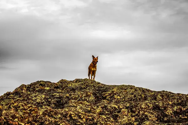 Dağlardaki kayaların üzerinde duran kırmızı köpek.