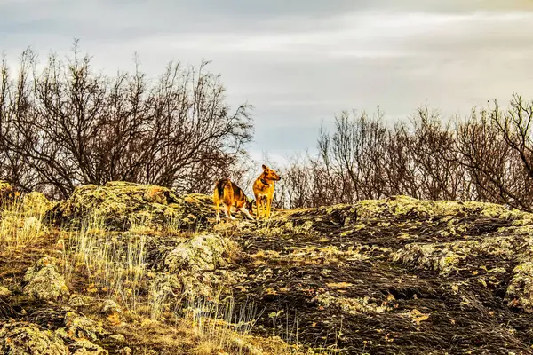 Sonbahar ormanının arka planında vahşi bir geyik
