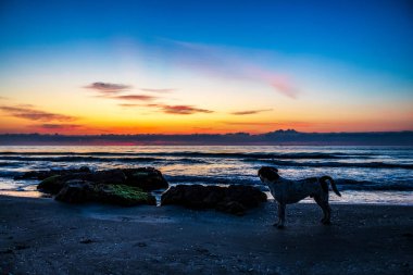 Sahildeki bir köpeğin silueti.