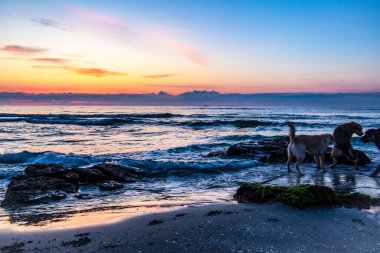 Akşamları gün batımında deniz kıyısında vahşi atlar.