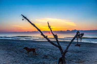 Gün batımında denizde bir köpek.
