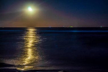 Denizde ayı olan güzel bir sahil manzarası.