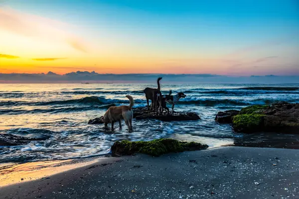 Endonezya 'nın Bali adasında güzel bir gün batımı.