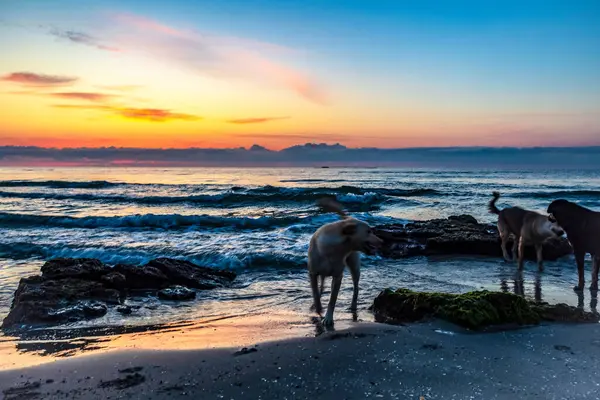 Gün batımında denizde bir köpek