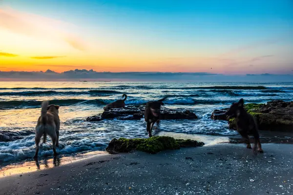 Gün batımında denizde köpek