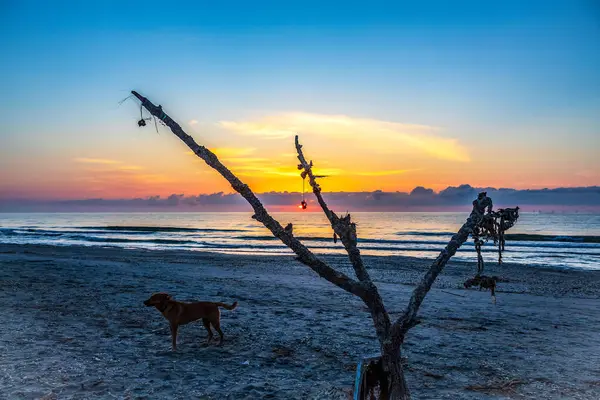 Gün batımında denizde bir köpek.