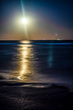 Sahilde ayı olan güzel bir deniz manzarası.