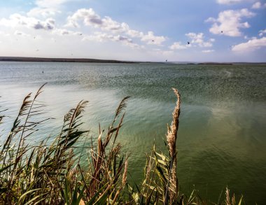 Mavi gökyüzü ve beyaz bulutlarla yeşil çimlerin güzel bir görüntüsü.