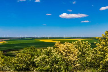 Buğday tarlasının manzarası. Zirai üretim kavramı