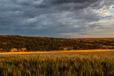 Yazın altın buğday tarlası ve gökyüzü