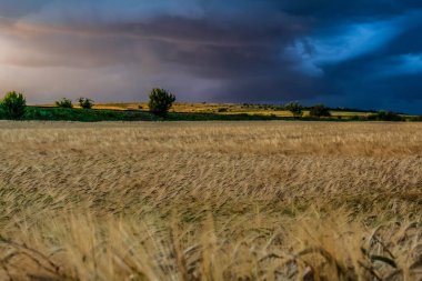 Yazın buğday tarlaları üzerinde fırtına bulutları