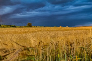 Tarlalarda fırtına bulutları