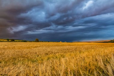 Buğday tarlası ve bulutlu gökyüzü olan güzel bir manzara.