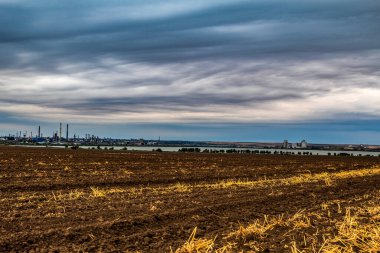 Buğday tarlası ve güneş ışığı altındaki ağaçların dikey görüntüsü.