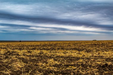 Buğday tarlası ve bulutlu gökyüzü.