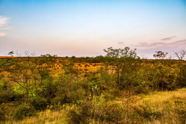 Güneşli bir günde ormanın ve ağaçların dikey görüntüsü.