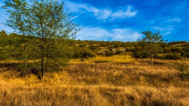 Ormanda bir ağacı olan güzel bir manzara.