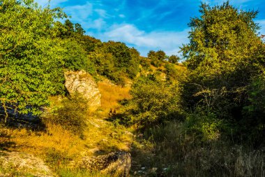 Ormandaki ağaçlarla dolu güzel bir manzara.